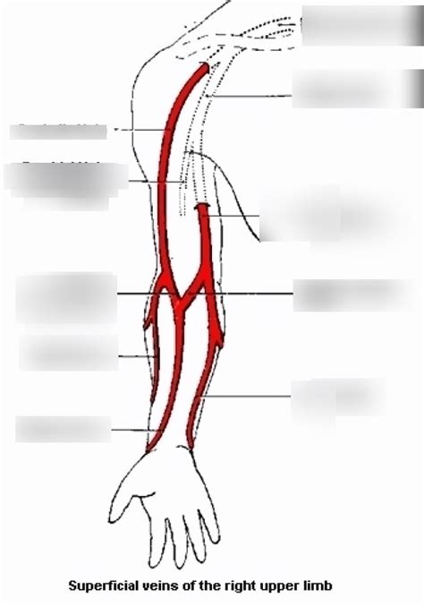 phlebotomy quizlet